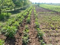 Green potato plant. Leaf of vegetable. Organic food agriculture in garden, field or farm Royalty Free Stock Photo