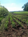 Green potato plant. Leaf of vegetable. Organic food agriculture in garden, field or farm Royalty Free Stock Photo