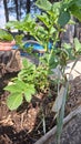 Green potato plant in a raised bed int he garden Royalty Free Stock Photo