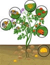 Potato plant with root system and different stages of development of Colorado potato beetle or Leptinotarsa decemlineata