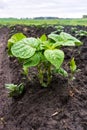 Green potato plant in a soil in a garden Royalty Free Stock Photo