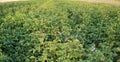 green potatoe plant Royalty Free Stock Photo