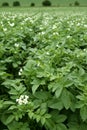 Green potatoes field in flowers