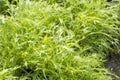 Green potherb mustard