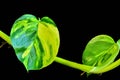 Green pothos leaf back side Royalty Free Stock Photo