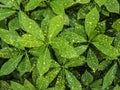 Green Pothos texture background