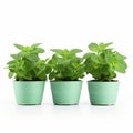 Delicate Mint Plants In Green Pots - A Crisp And Classic Touch