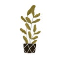 Green potted interior plant for home decoration. Big high foliage houseplant in planter. Tall ficus growing in ceramic