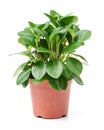 Green potted plant Royalty Free Stock Photo