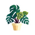 green potted plant illustration Royalty Free Stock Photo