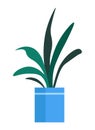 Green potted plant, indoor houseplant in blue pot, simple flat design. Minimalist home decor, office plant vector