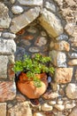 Green potted plant set firmly into niche in old stone wall