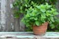 A green potted plant sits on top of a simple wooden table, bringing a touch of nature indoors, A mint plant growing in a rustic