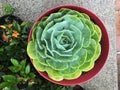 Green potted plant succulent flower as decoration Royalty Free Stock Photo