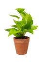 Green potted plant, trees in the cement pot with clipping path isolated on white background Royalty Free Stock Photo