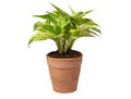 Green potted plant, trees in the cement pot with clipping path isolated on white background Royalty Free Stock Photo