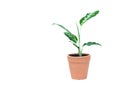 Green potted plant, trees in the cement pot isolated on white ba Royalty Free Stock Photo