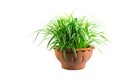 Green potted plant, trees in the cement pot isolated on white ba Royalty Free Stock Photo