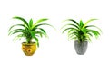 Green potted plant, trees in the cement pot isolated on white background Royalty Free Stock Photo
