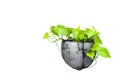 Green potted plant, trees in the coconut shell isolated on white Royalty Free Stock Photo