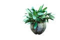 Green potted plant, trees in the coconut shell isolated on white Royalty Free Stock Photo