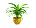 Green potted plant, trees in the coconut shell isolated on white Royalty Free Stock Photo