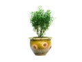 Green potted plant, trees in the pot isolated on white background. Royalty Free Stock Photo
