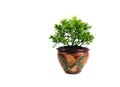 Green potted plant, trees in the pot isolated on white Royalty Free Stock Photo