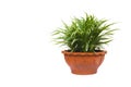 Green potted plant, trees in the pot isolated on white Royalty Free Stock Photo