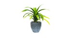 Green potted plant, trees in the pot isolated on white Royalty Free Stock Photo