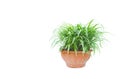 green potted plant, trees in the pot isolated on white Royalty Free Stock Photo