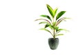 Green potted plant, trees in the pot isolated on white Royalty Free Stock Photo