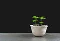 Green potted plant, trees in the pot on table Royalty Free Stock Photo