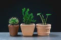 Green potted plant, trees in the pot on table Royalty Free Stock Photo