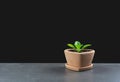 Green potted plant, trees in the pot on table Royalty Free Stock Photo