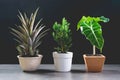 Green potted plant, trees in the pot on table Royalty Free Stock Photo