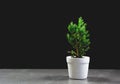 Green potted plant, trees in the pot on table Royalty Free Stock Photo