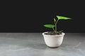 Green potted plant, trees in the pot on table Royalty Free Stock Photo