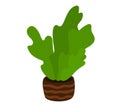 Green potted plant with wavy leaves in a striped brown pot. Office or home decor plant. Simple indoor plant design