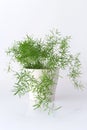 Green potted plant on white background