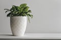 Fresh Green Potted Plant in White Ceramic Vase - Natural Home Decor Royalty Free Stock Photo