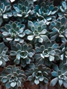 green potted succulents close up ,natural floral texture for a background