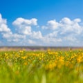 green prairie covered by yellow wild tulip flowers Royalty Free Stock Photo