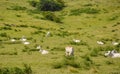 Green prairies and fields with white cows with long horns grazing in the grass Royalty Free Stock Photo