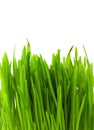 Green pratal grass Royalty Free Stock Photo
