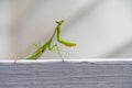Green praying mantis Royalty Free Stock Photo