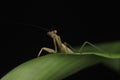 Green Praying Mantis on Black Background Royalty Free Stock Photo
