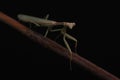 Green Praying Mantis on Black Background Royalty Free Stock Photo