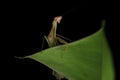 Green Praying Mantis on Black Background Royalty Free Stock Photo