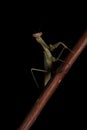 Green Praying Mantis on Black Background Royalty Free Stock Photo